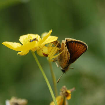 Image of Crab spider