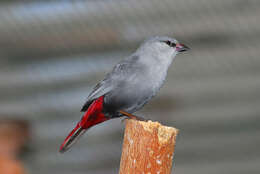 Image of Estrilda caerulescens