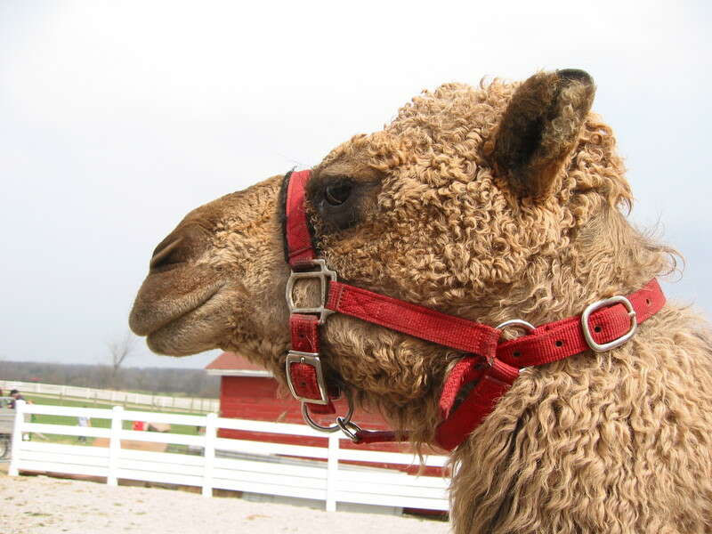 Image of Dromedary