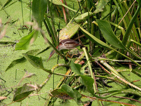 Image of Least Bittern