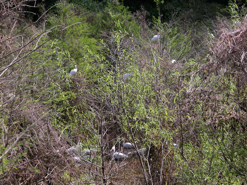 Image of American White Ibis