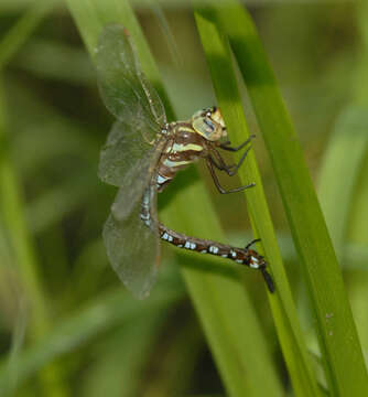 Image of Lake darner