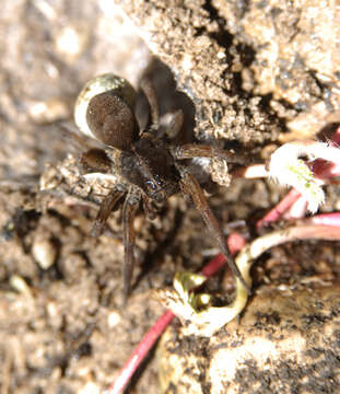 Image of Lycosidae