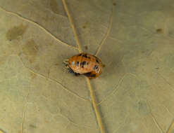 Image of Coccinellidae