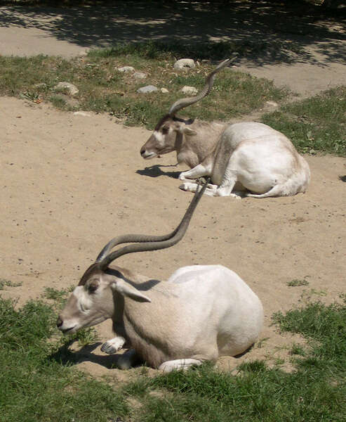 Image of Addax