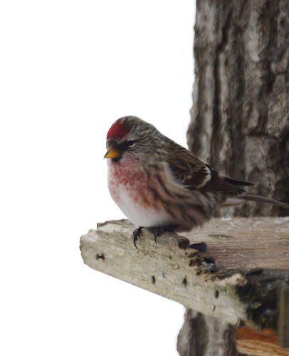 Image of common redpoll