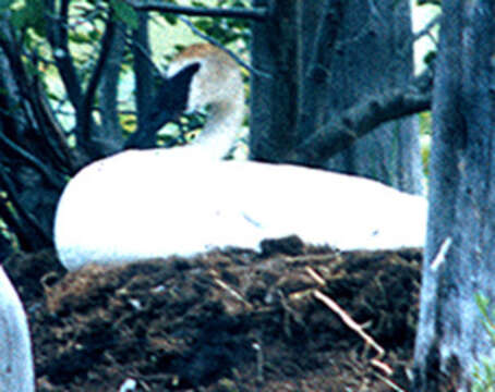 Image of Trumpeter Swan