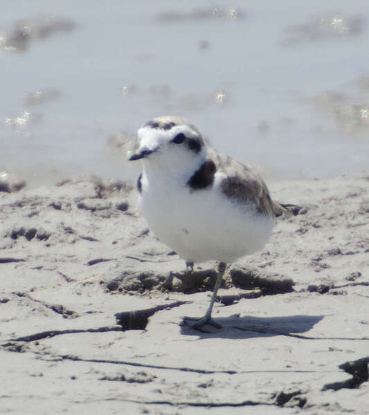 Image of Kentish Plover