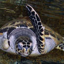 Image of Hawksbill Turtle