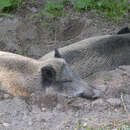 Image of Wild Boar