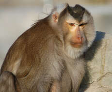 Image of Pig-Tail Macaque