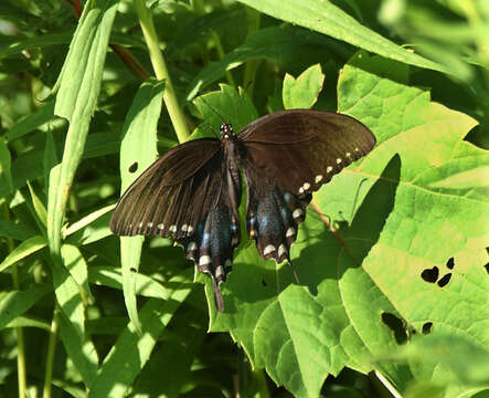 Papilio troilus Linnaeus 1758 resmi