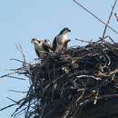 Image of Osprey