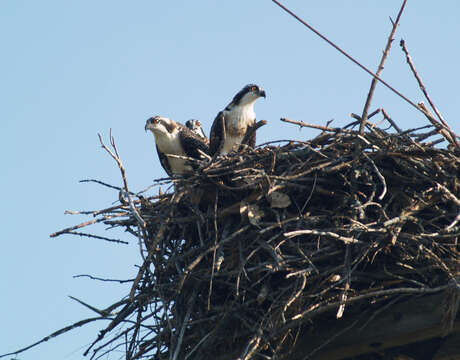 Image of ospreys