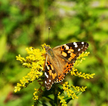 Vanessa cardui resmi