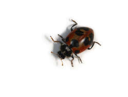 Image of Coccinellidae