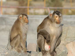 Image of Pig-Tail Macaque