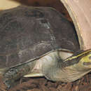 Image of South Asian Box Turtle