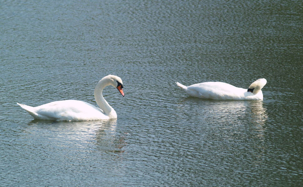 Image de Cygne muet