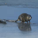 Image of Common Muskrat