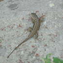 Image of Eastern Fence Lizard