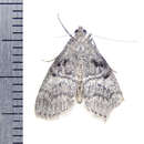 Image of Maple Webworm Moth