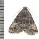 Imagem de Dyspyralis illocata Warren 1891