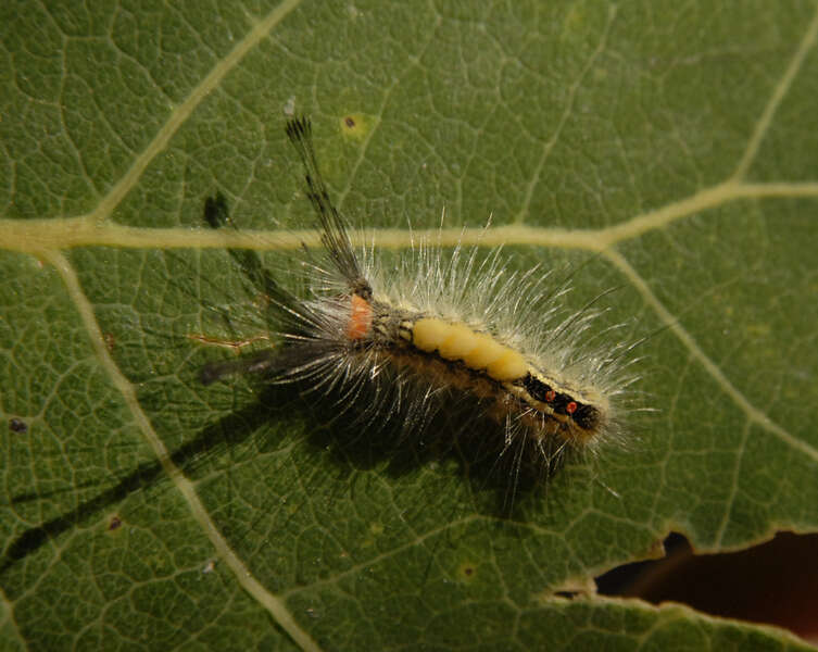 Image of Orgyia leucostigma