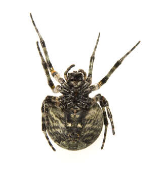 Image of Giant Lichen Orbweaver