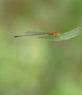 Image of Orange Bluet