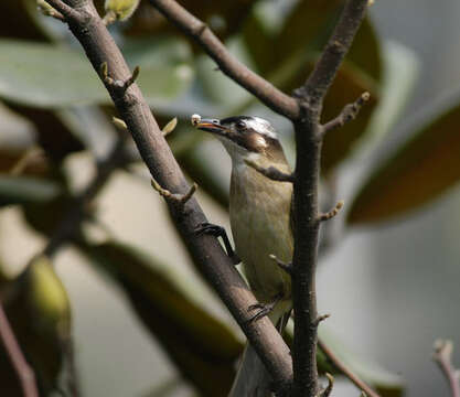 Image of Light-vented Bulbul