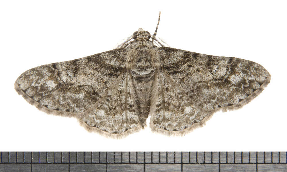 Image of Double-lined Gray Moth