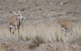 Image of Goitered Gazelle