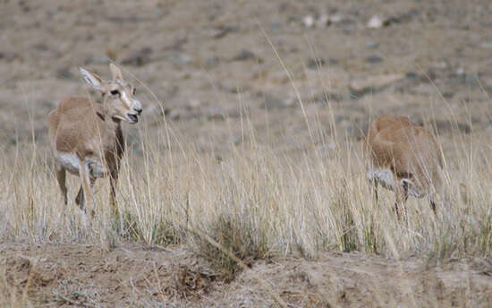 Image of Goitered Gazelle