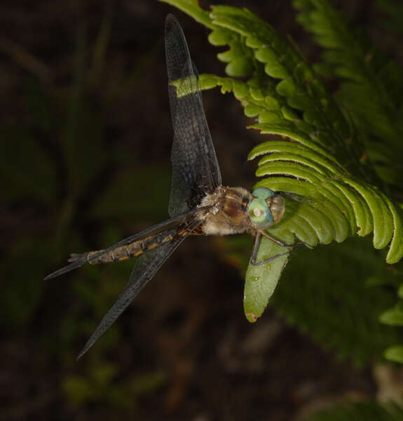 Image of Prince Baskettail