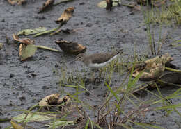 Image of Spotted Sandpiper