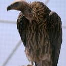 Image of Himalayan Griffon