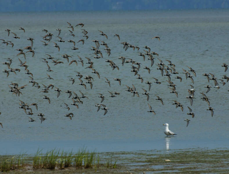 Image of Dunlin