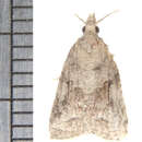 Image of Tufted Apple Bud Moth