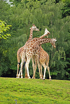 Image of Giraffes