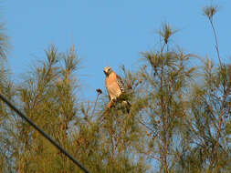 Image of Red-shouldered Hawk