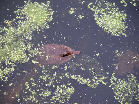 Image of Florida Softshell Turtle