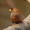Image of Masked Finch