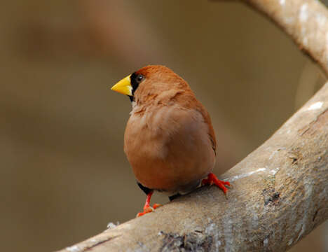 Image of Masked Finch