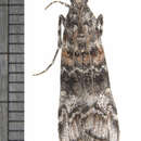 Image of Zimmerman Pine Moth