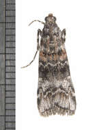 Image of Zimmerman Pine Moth