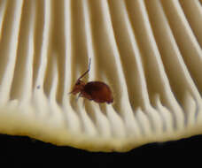 Image of springtails