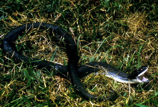 Image of North American Hog-nosed Snakes