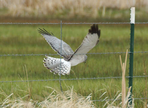 Image of Hen Harrier