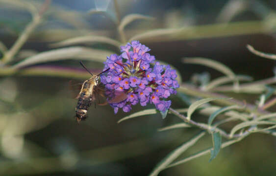 Image de Hemaris Dalman 1816